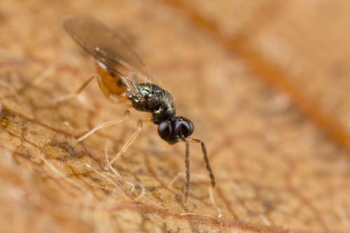 Pnigalio agraules